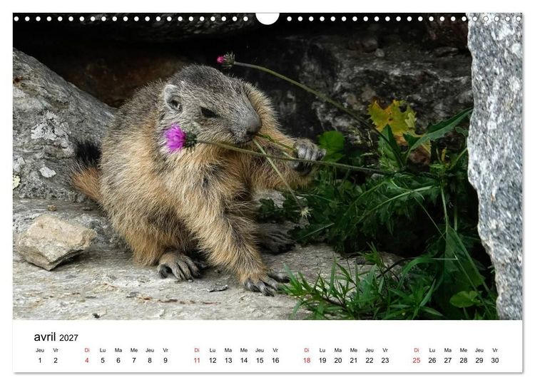 Produktbild: Le monde des marmottes en Haute Maurienne (Calendrier mural 2027 DIN A3 vertical), CALVENDO calendrier mensuel