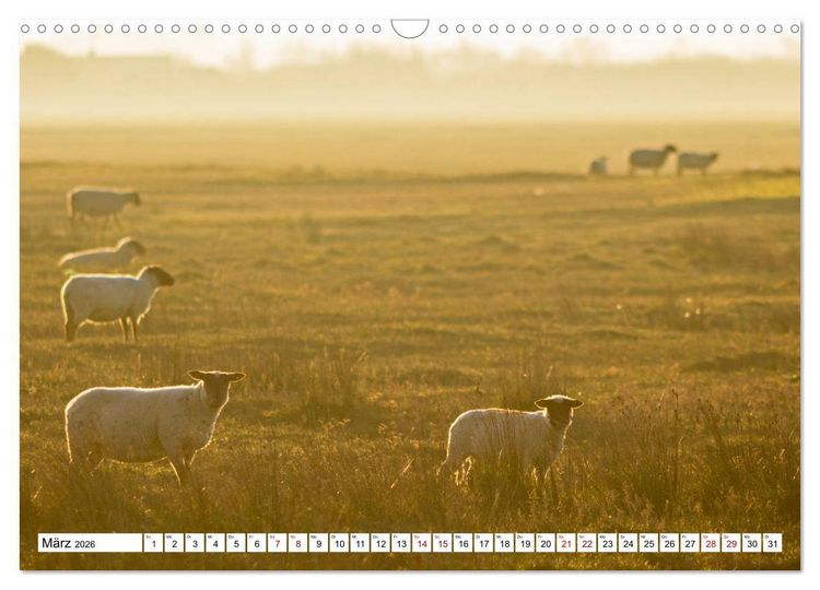 Produktbild: Cotentin &ndash; unser St&uuml;ck vom Paradies (Wandkalender 2026 DIN A3 quer), CALVENDO Monatskalender