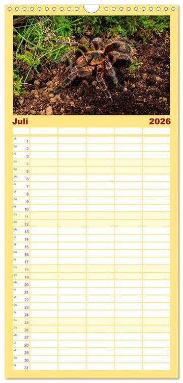 Produktbild: Familienplaner 2026 - Vogelspinnen - Tarantulas mit 5 Spalten (Wandkalender, 21 x 45 cm) CALVENDO