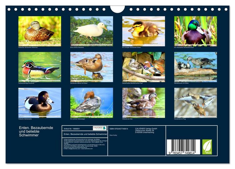Produktbild: Enten. Bezaubernde und beliebte Schwimmer (Wandkalender 2026 DIN A4 quer), CALVENDO Monatskalender