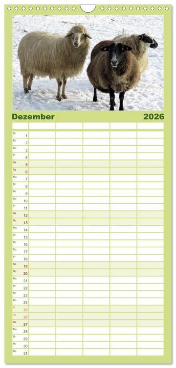 Produktbild: Familienplaner 2026 - Sch&auml;fchen z&auml;hlen - mit Schafen durchs Jahr mit 5 Spalten (Wandkalender, 21 x 45 cm) CALVENDO