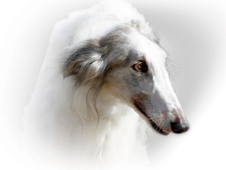 Produktbild: CALVENDO Puzzle Barsoi (Russischer Windhund) | 1000 Teile Lege-Gr&ouml;&szlig;e 64x48cm Foto-Puzzle f&uuml;r gl&uuml;ckliche Stunden