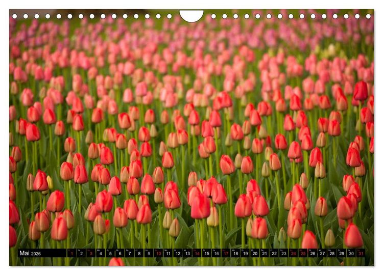 Produktbild: Tulpen (Wandkalender 2026 DIN A4 quer), CALVENDO Monatskalender