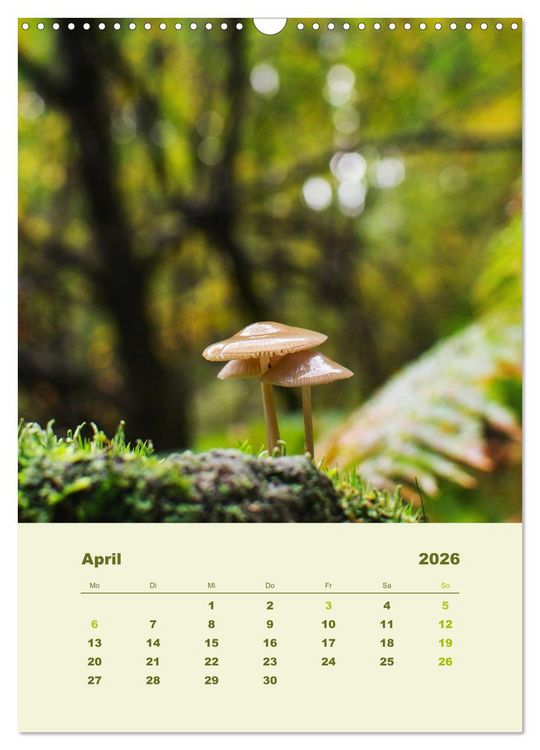 Produktbild: Wundersame Welt der Pilze (Wandkalender 2026 DIN A3 hoch), CALVENDO Monatskalender