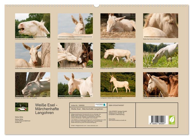 Produktbild: Wei&szlig;e Esel - M&auml;rchenhafte Langohren (hochwertiger Premium Wandkalender 2026 DIN A2 quer), Kunstdruck in Hochglanz