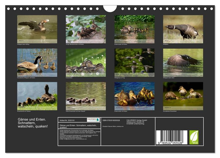Produktbild: G&auml;nse und Enten. Schnattern, watscheln, quaken! (Wandkalender 2026 DIN A4 quer), CALVENDO Monatskalender