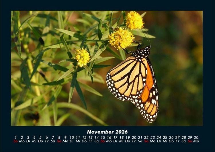 Produktbild: Blumentr&auml;ume 2026 Fotokalender DIN A4