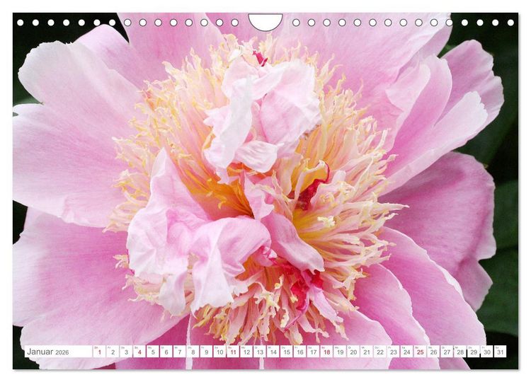 Produktbild: Pfingstrosenbl&uuml;ten (Wandkalender 2026 DIN A4 quer), CALVENDO Monatskalender