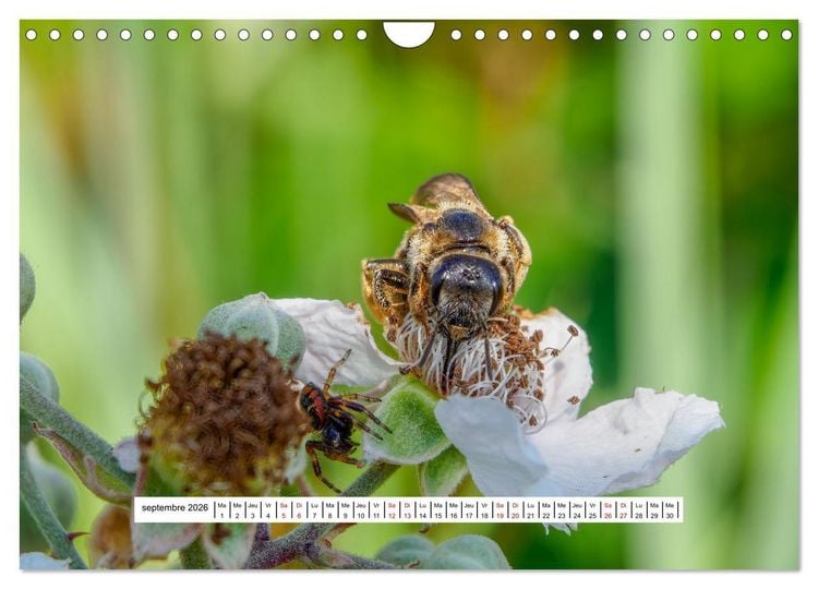 Produktbild: La vie de nos prairies - Les gu&ecirc;pes et les abeilles (Calendrier mural 2026 DIN A4 vertical), CALVENDO calendrier mensuel