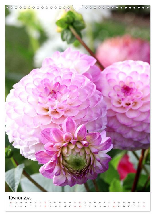 Produktbild: Des beaux dahlias (Calendrier mural 2026 DIN A3 horizontal), CALVENDO calendrier mensuel