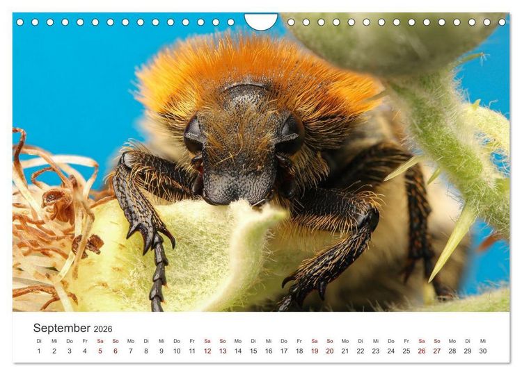 Produktbild: Der etwas andere Blickwinkel (Wandkalender 2026 DIN A4 quer), CALVENDO Monatskalender