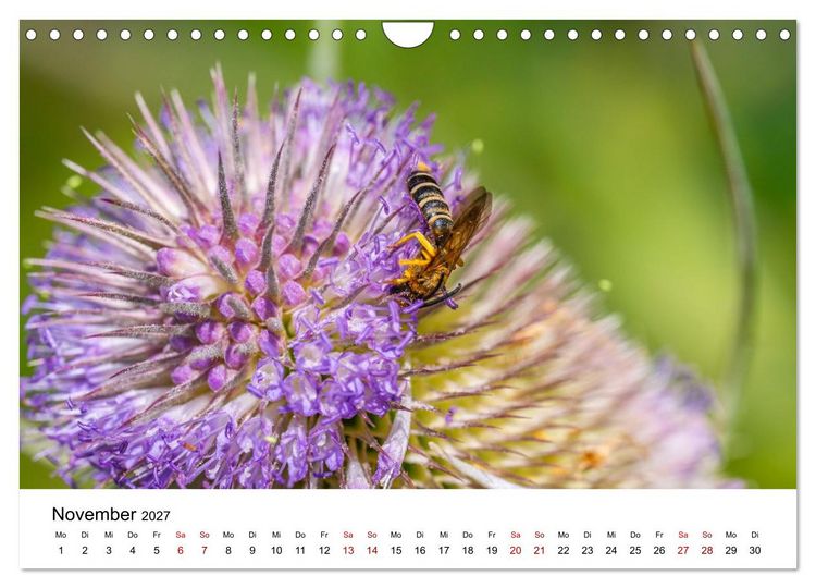 Produktbild: Bunter Nektarrausch - Nektarsammler in leuchtenden Farben (Wandkalender 2027 DIN A4 quer), CALVENDO Monatskalender