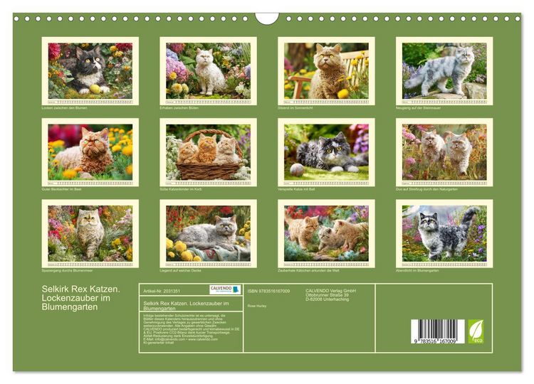 Produktbild: Selkirk Rex Katzen. Lockenzauber im Blumengarten (Wandkalender 2026 DIN A3 quer), CALVENDO Monatskalender