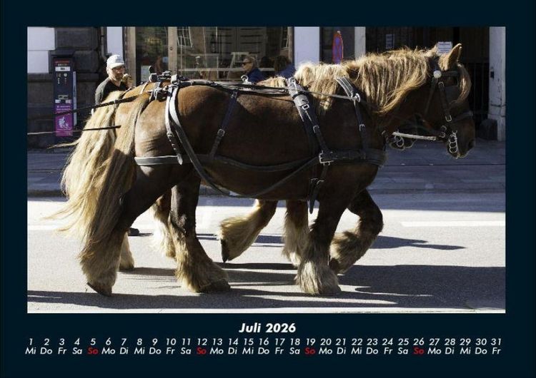 Produktbild: Pferde Kalender 2026 Fotokalender DIN A4