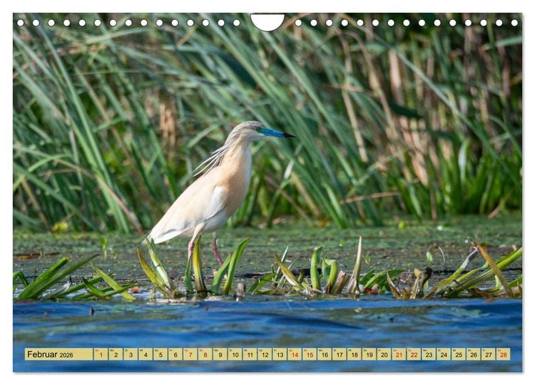 Produktbild: Donaudelta - Europas gro&szlig;es Vogelparadies (Wandkalender 2026 DIN A4 quer), CALVENDO Monatskalender