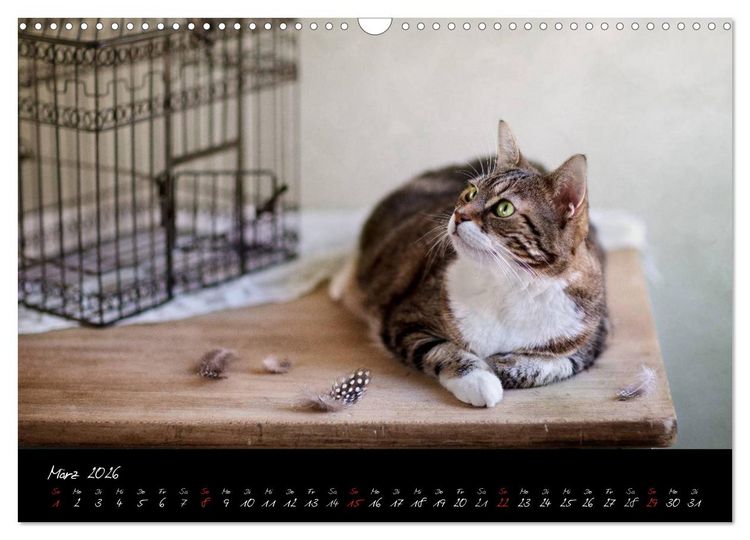 Produktbild: Katzen 2026 (Wandkalender 2026 DIN A3 quer), CALVENDO Monatskalender