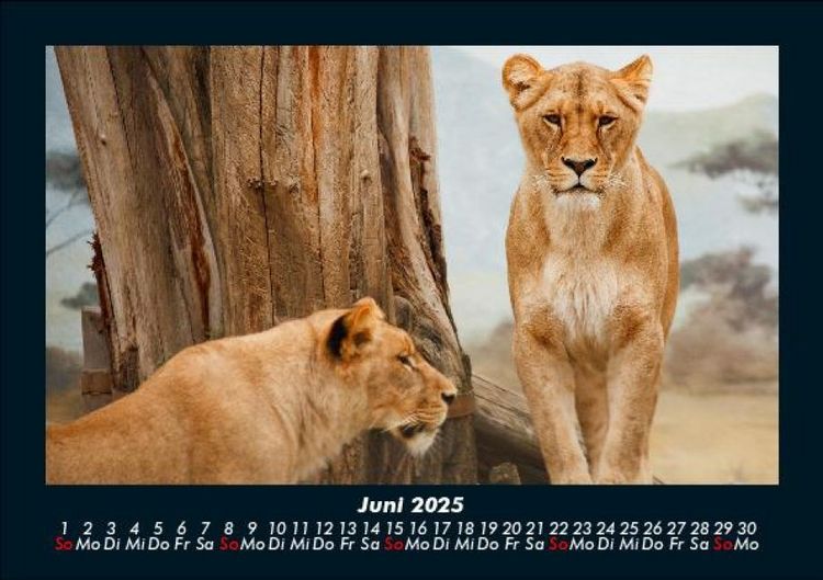 Produktbild: L&ouml;wen in der Wildnis 2025 Fotokalender DIN A5