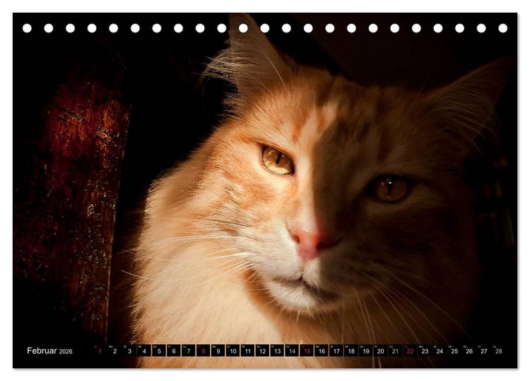 Produktbild: KATZEN Beautys (Tischkalender 2026 DIN A5 quer), CALVENDO Monatskalender