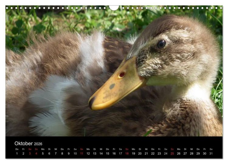 Produktbild: Laufentenk&uuml;ken - Sunny (Wandkalender 2026 DIN A3 quer), CALVENDO Monatskalender