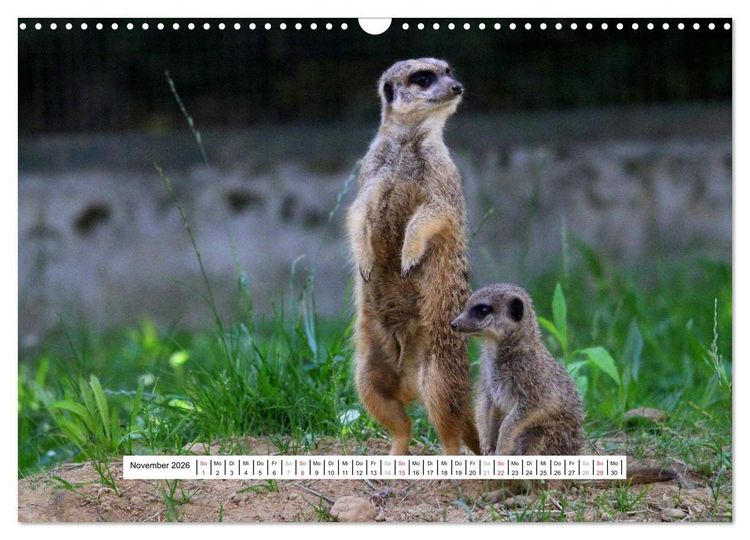 Produktbild: Erdm&auml;nnchen - Die Kobolde im Tierreich (Wandkalender 2026 DIN A3 quer), CALVENDO Monatskalender