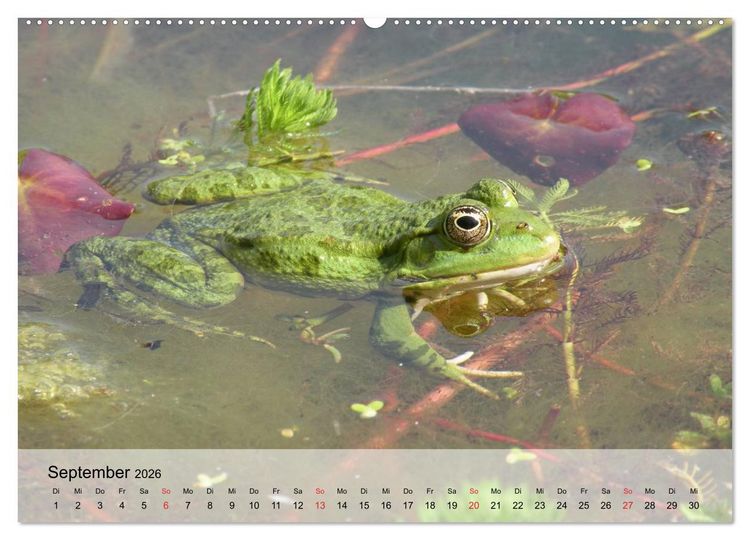 Produktbild: Frosch m&uuml;sste man sein! (Wandkalender 2026 DIN A2 quer), CALVENDO Monatskalender