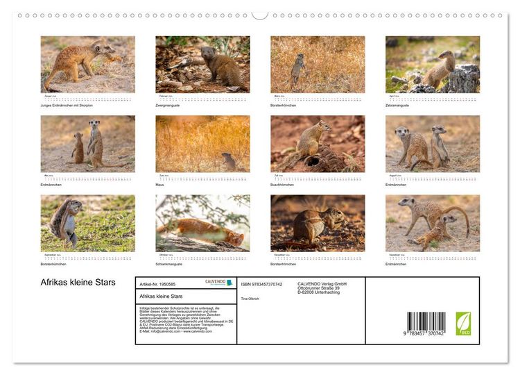 Produktbild: Afrikas kleine Stars (hochwertiger Premium Wandkalender 2026 DIN A2 quer), Kunstdruck in Hochglanz