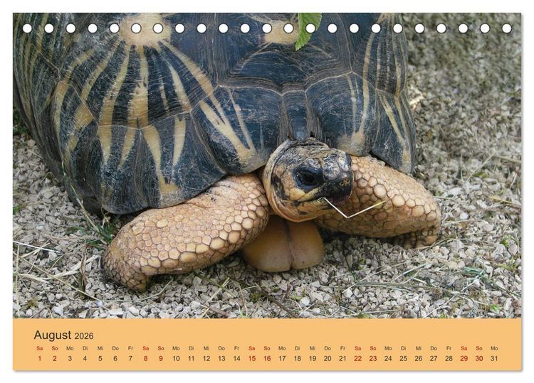 Produktbild: Landschildkr&ouml;ten (Tischkalender 2026 DIN A5 quer), CALVENDO Monatskalender