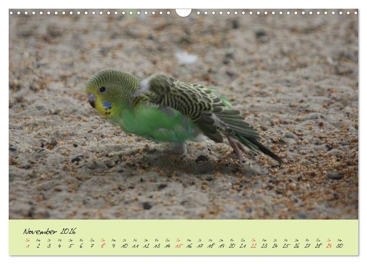 Produktbild: Wellensittiche - Gefiederte Freunde (Wandkalender 2026 DIN A3 quer), CALVENDO Monatskalender