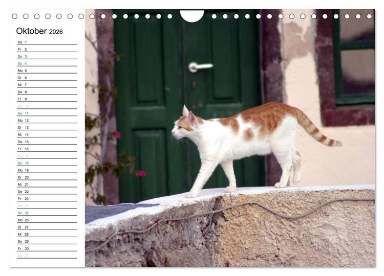 Produktbild: Katzensprung (Wandkalender 2026 DIN A4 quer), CALVENDO Monatskalender