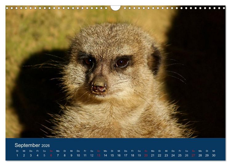 Produktbild: Erdm&auml;nnchen - Zusammen sind wir stark (Wandkalender 2026 DIN A3 quer), CALVENDO Monatskalender