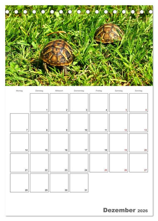 Produktbild: Langsame Schildkr&ouml;ten (Tischkalender 2026 DIN A5 hoch), CALVENDO Monatskalender