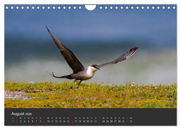 Produktbild: V&ouml;gel im Norden Europas (Wandkalender 2026 DIN A4 quer), CALVENDO Monatskalender