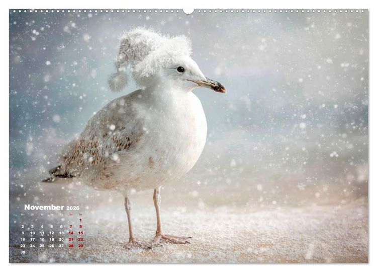 Produktbild: M&ouml;wen on Tour (Wandkalender 2026 DIN A2 quer), CALVENDO Monatskalender