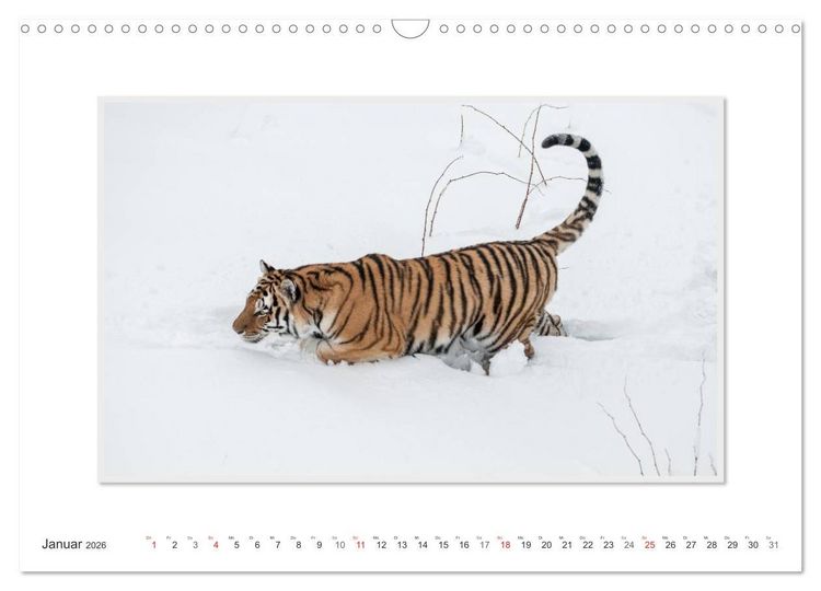 Produktbild: Emotionale Momente: Tiger - Kraft & Sch&ouml;nheit. / CH-Version (Wandkalender 2026 DIN A3 quer), CALVENDO Monatskalender