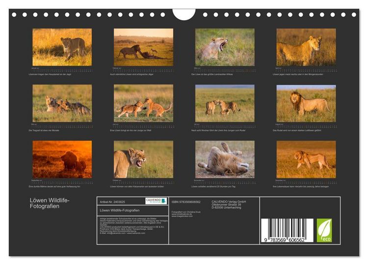 Produktbild: L&ouml;wen Wildlife-Fotografien (Wandkalender 2027 DIN A4 quer), CALVENDO Monatskalender