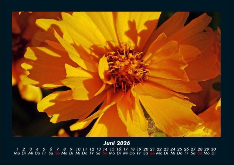 Produktbild: Blumenkalender 2026 Fotokalender DIN A4