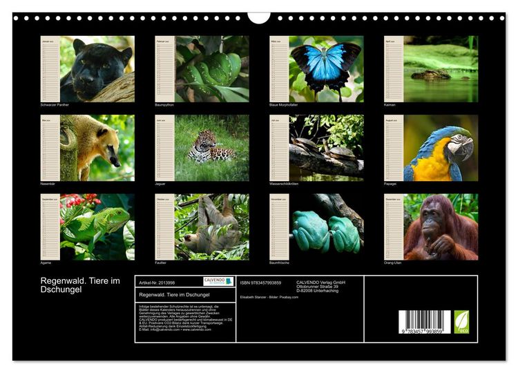 Produktbild: Regenwald. Tiere im Dschungel (Wandkalender 2026 DIN A3 quer), CALVENDO Monatskalender