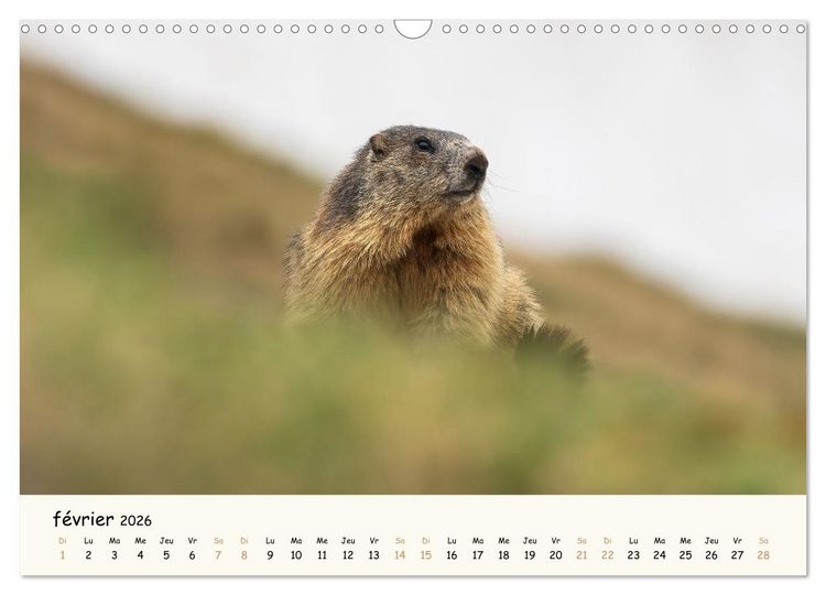 Produktbild: Esprit animal - Regards minimalistes (Calendrier mural 2026 DIN A3 vertical), CALVENDO calendrier mensuel