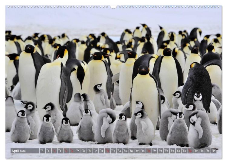 Produktbild: Penguins Unique and amazing birds (High Quality Premium Wall Calendar 2026 DIN A2 landscape),CALVENDO 12 Month Wall Calendar