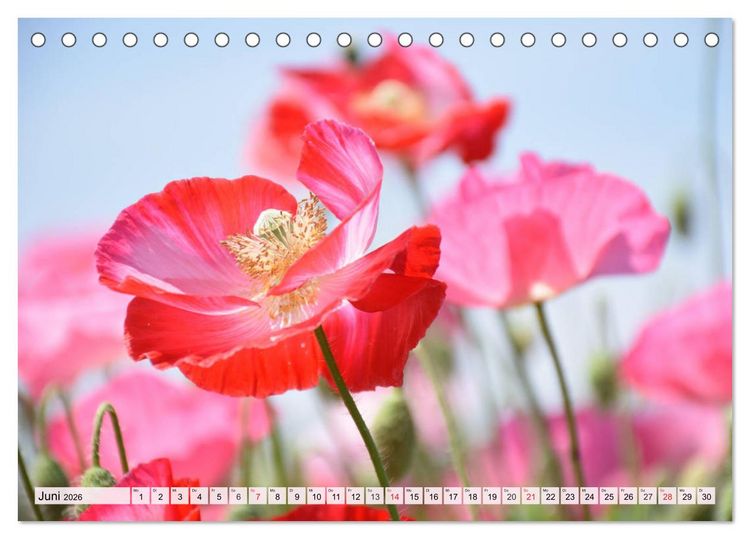 Produktbild: Mohnblumen. Leuchtender Liebreiz auf Wiesen und in G&auml;rten (Tischkalender 2026 DIN A5 quer), CALVENDO Monatskalender