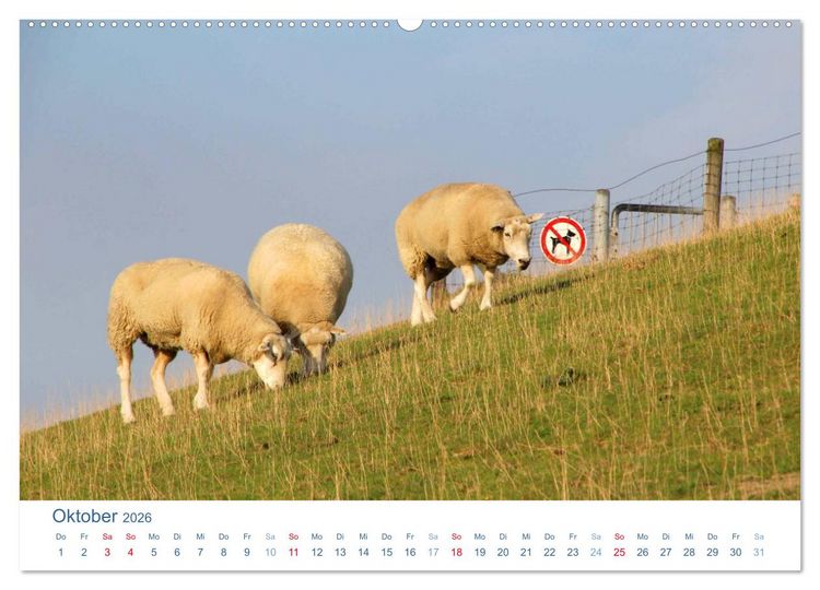 Produktbild: Schafe am Deich 2026. Tierische Impressionen von der Nordseek&uuml;ste (hochwertiger Premium Wandkalender 2026 DIN A2 quer), Kunstdruck in Hochglanz
