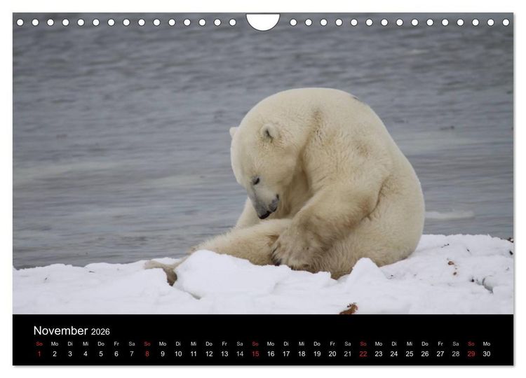 Produktbild: Arktische Tr&auml;ume - Eisb&auml;ren in Kanada (Wandkalender 2026 DIN A4 quer), CALVENDO Monatskalender