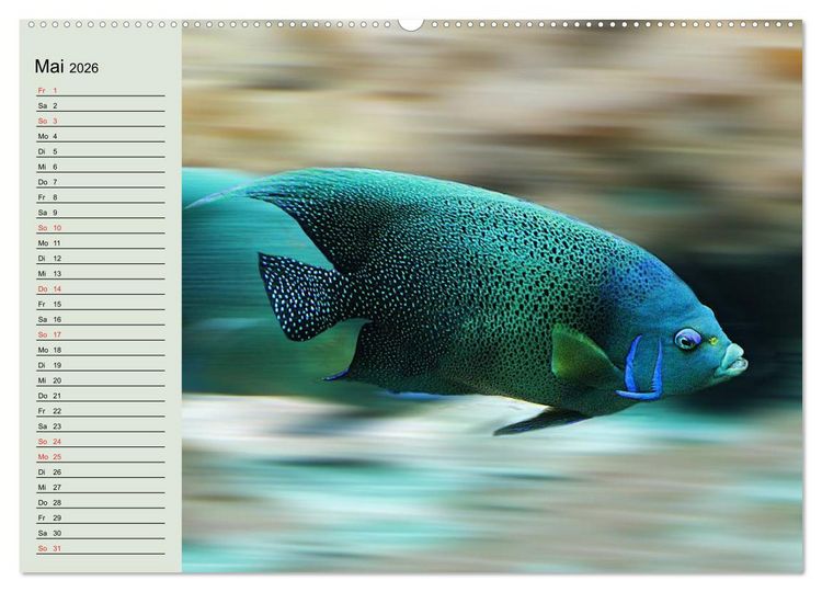 Produktbild: Knallbunte Wasserwelt. Die Welt der Fische (Wandkalender 2026 DIN A2 quer), CALVENDO Monatskalender
