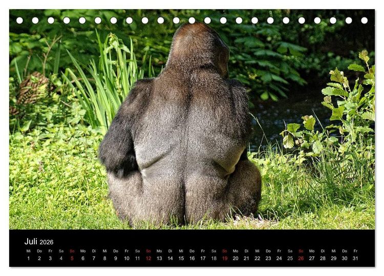 Produktbild: Gorillas - Die sanften Wilden (Tischkalender 2026 DIN A5 quer), CALVENDO Monatskalender