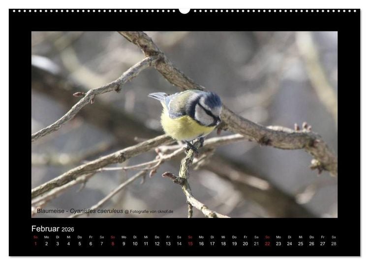Produktbild: Wildtiere (Wandkalender 2026 DIN A2 quer), CALVENDO Monatskalender