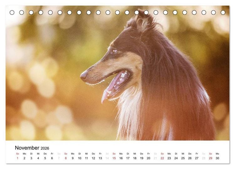 Produktbild: Collies 2026 in Kurz- und Langhaar (Tischkalender 2026 DIN A5 quer), CALVENDO Monatskalender