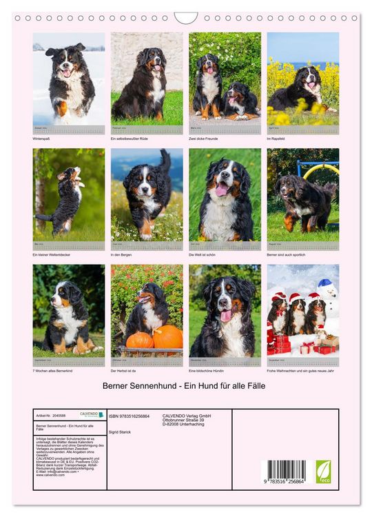Produktbild: Berner Sennenhund - Ein Hund f&uuml;r alle F&auml;lle (Wandkalender 2026 DIN A3 hoch), CALVENDO Monatskalender