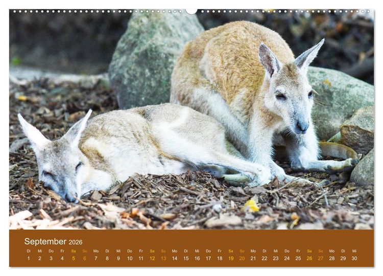 Produktbild: K&auml;ngurus, sprunghafte Gesellen (hochwertiger Premium Wandkalender 2026 DIN A2 quer), Kunstdruck in Hochglanz