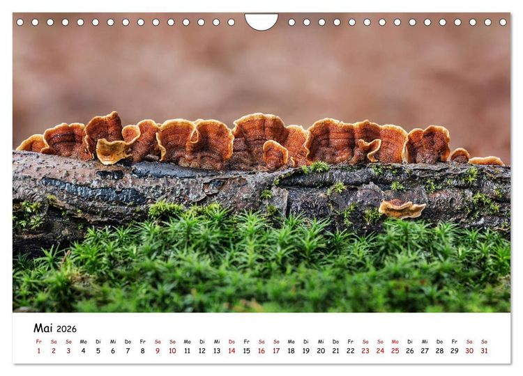 Produktbild: Pilzgalerie - Die bunte Welt der Baumpilze (Wandkalender 2026 DIN A4 quer), CALVENDO Monatskalender