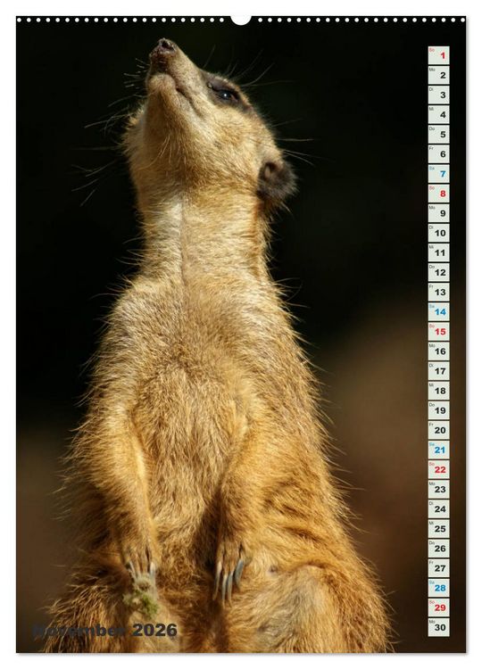 Produktbild: Erdm&auml;nnchen-Meerkats-Surikate (Wandkalender 2026 DIN A2 hoch), CALVENDO Monatskalender